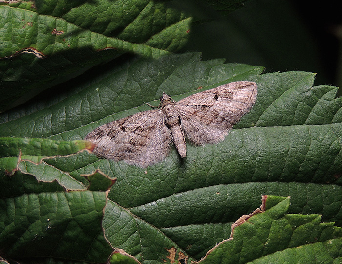 Eupithecia ericeata Geometridae